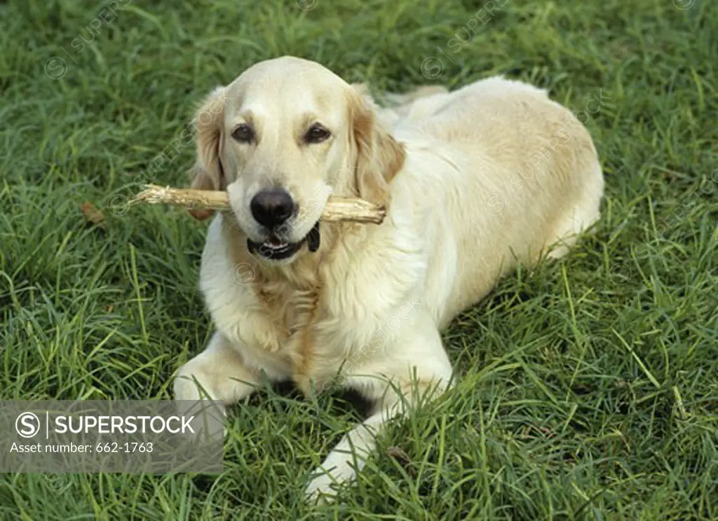 Golden Retriever with a stick in its mouth