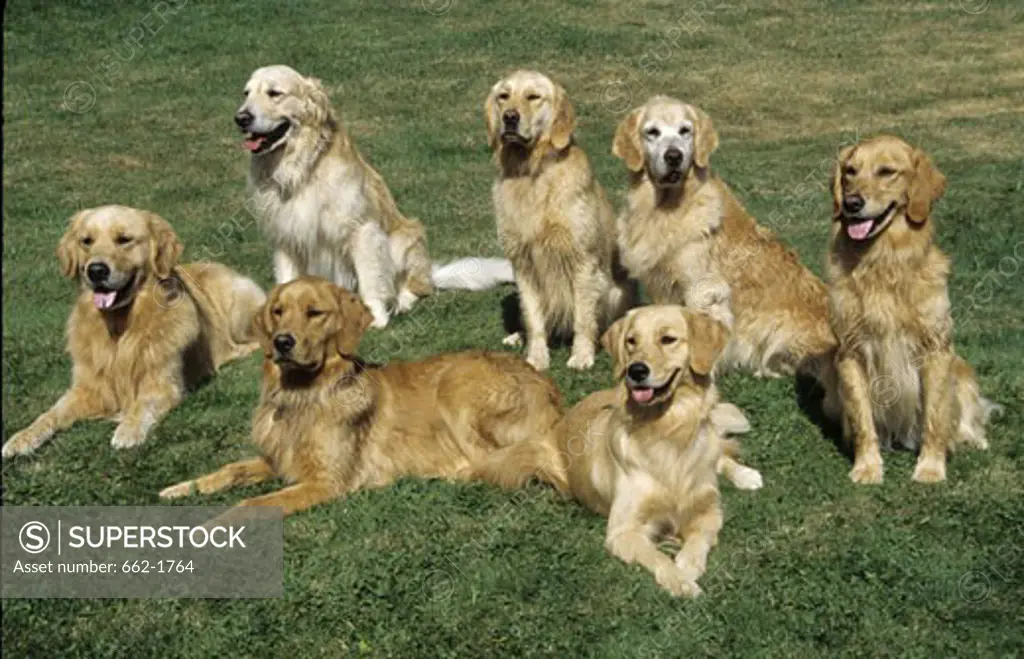 Group of Golden Retrievers sitting in a field