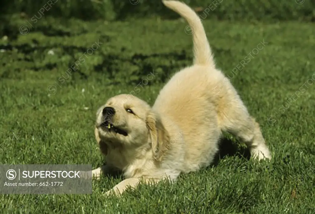 Golden Retriever playing in a field
