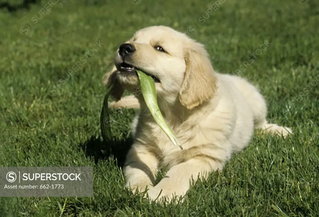 Golden Retriever puppy chewing a leaf