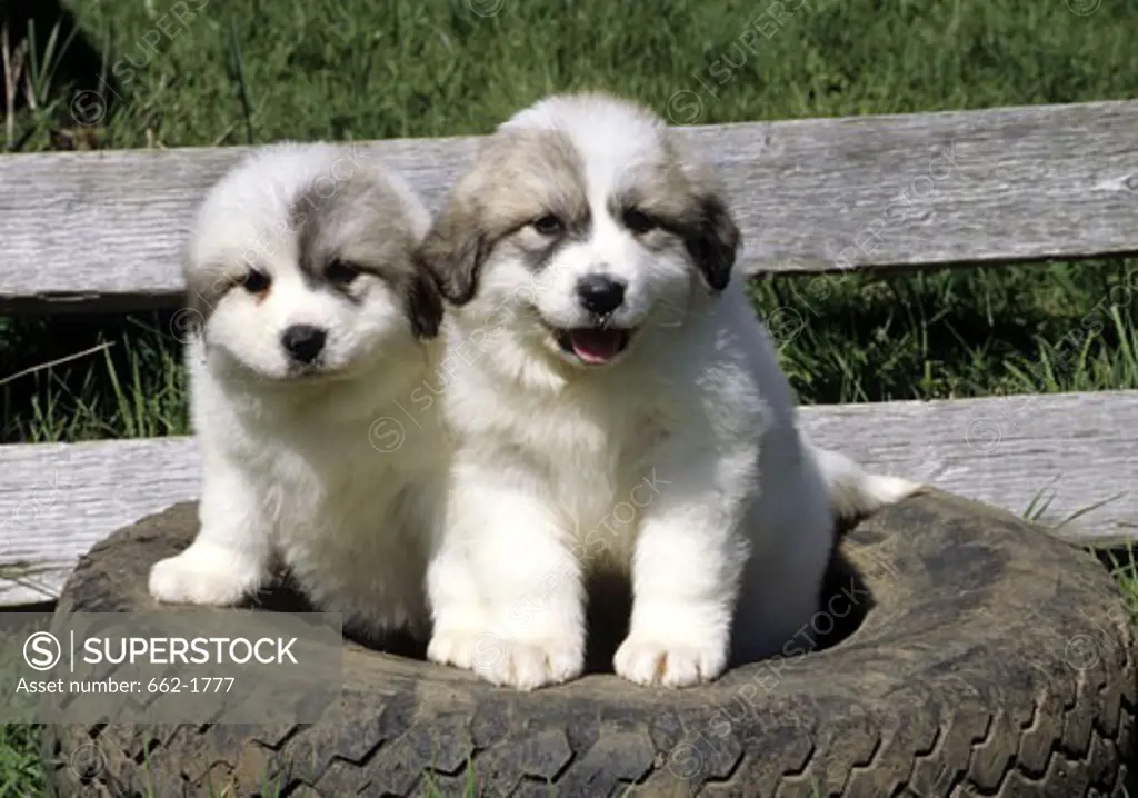 Two Great Pyrenees puppies sitting on a tire