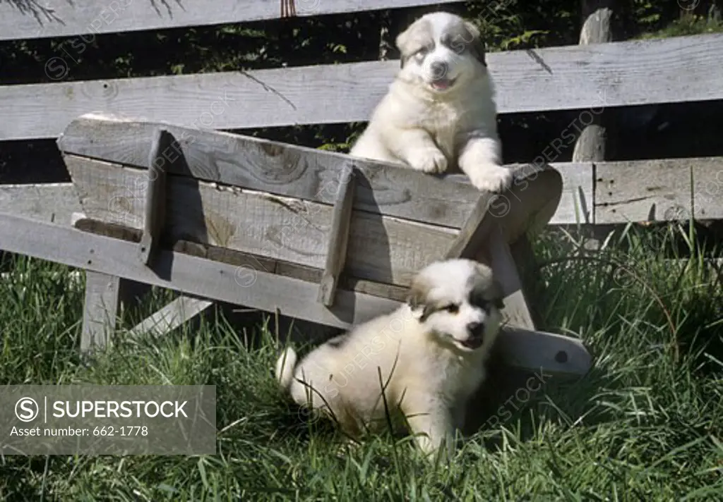 Two Great Pyrenees puppies playing in lawn