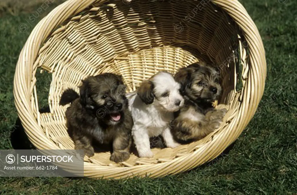 Three Havanese puppies in a wicker basket