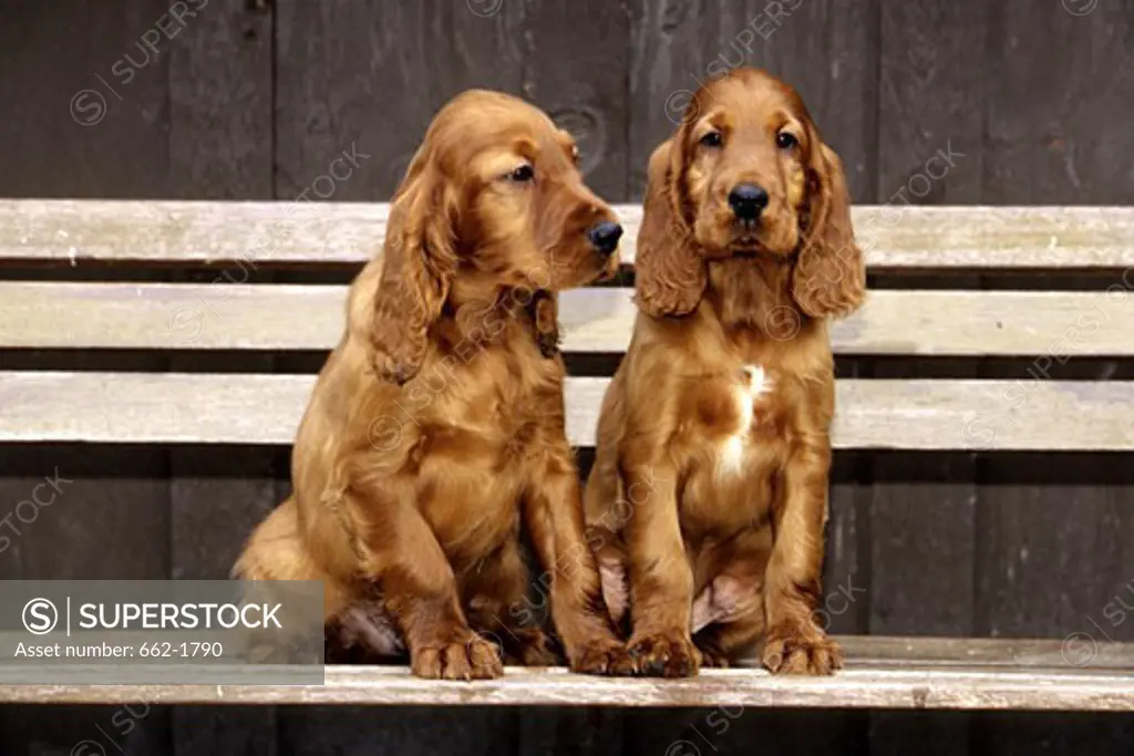 Two Irish Setter puppies sitting on a bench