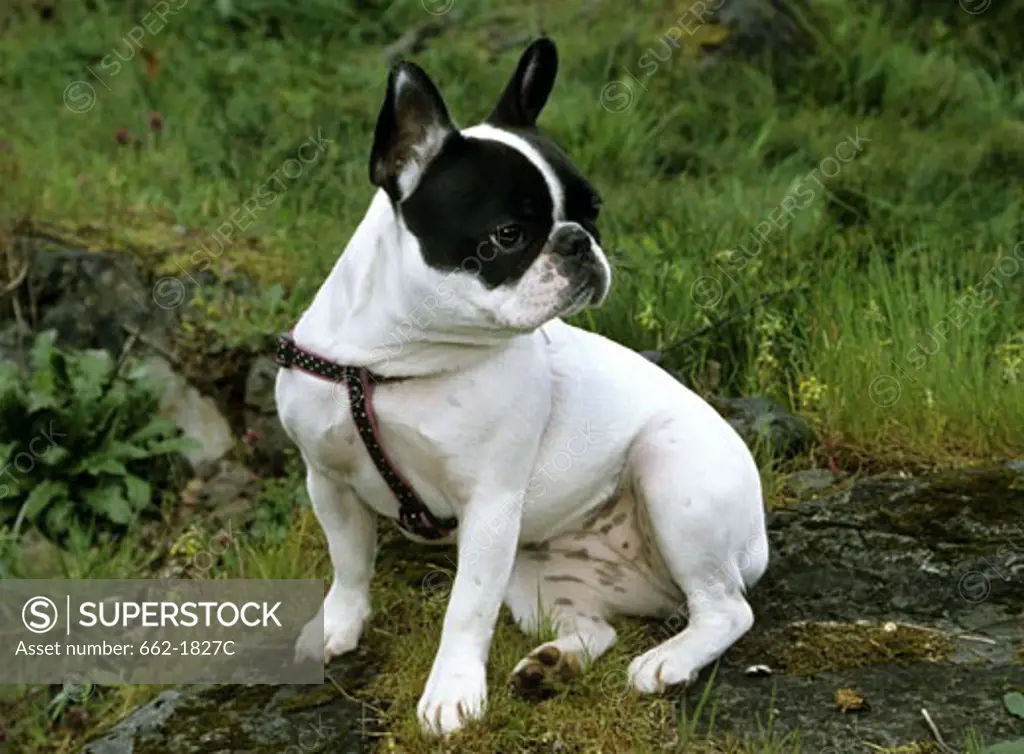 French Bulldog sitting on a rock
