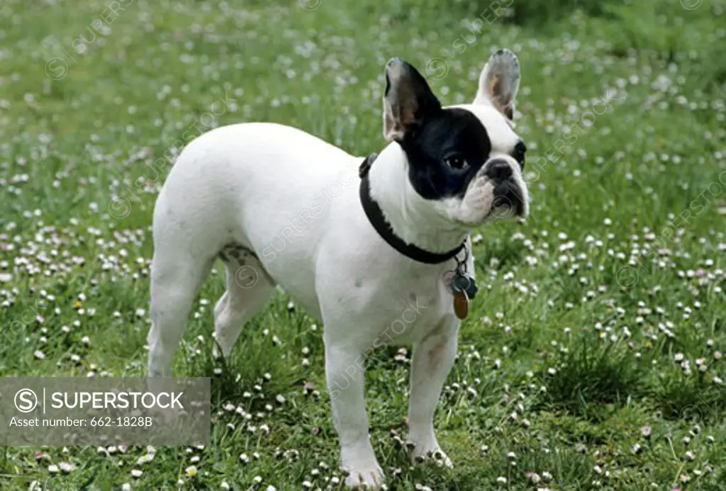 French Bulldog standing in a field