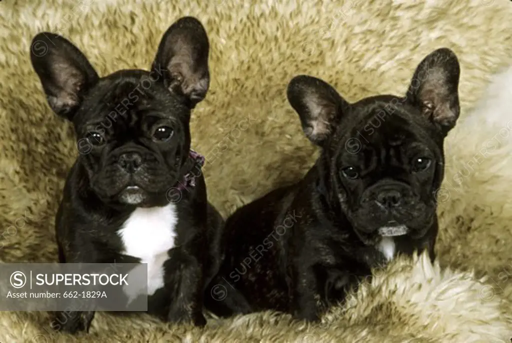 Two French bulldogs sitting together