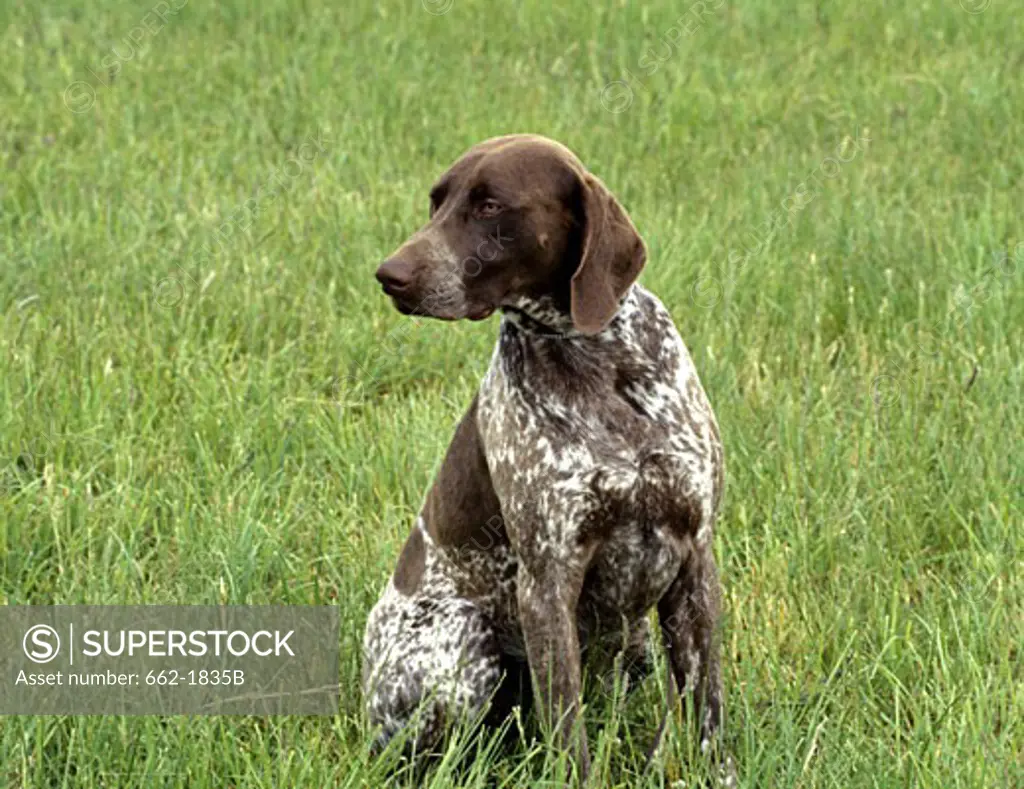German Shorthaired Pointer sitting in a field