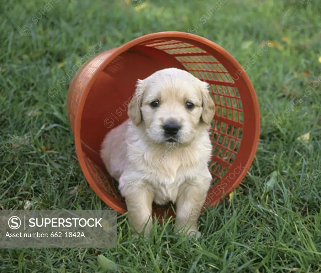 Golden Retriever puppy in a basket