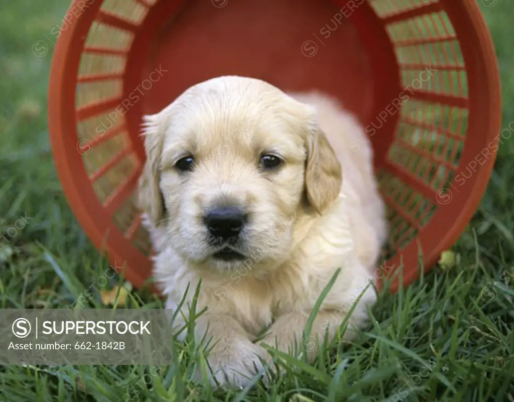 Golden Retriever puppy in a basket