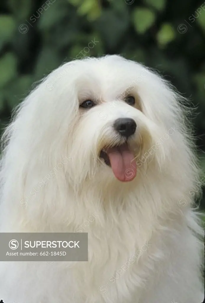Close-up of a Havanese dog