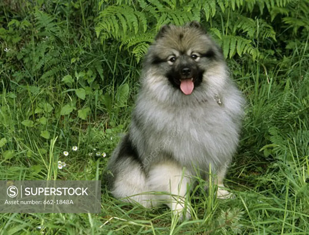 Keeshond dog sitting on grass