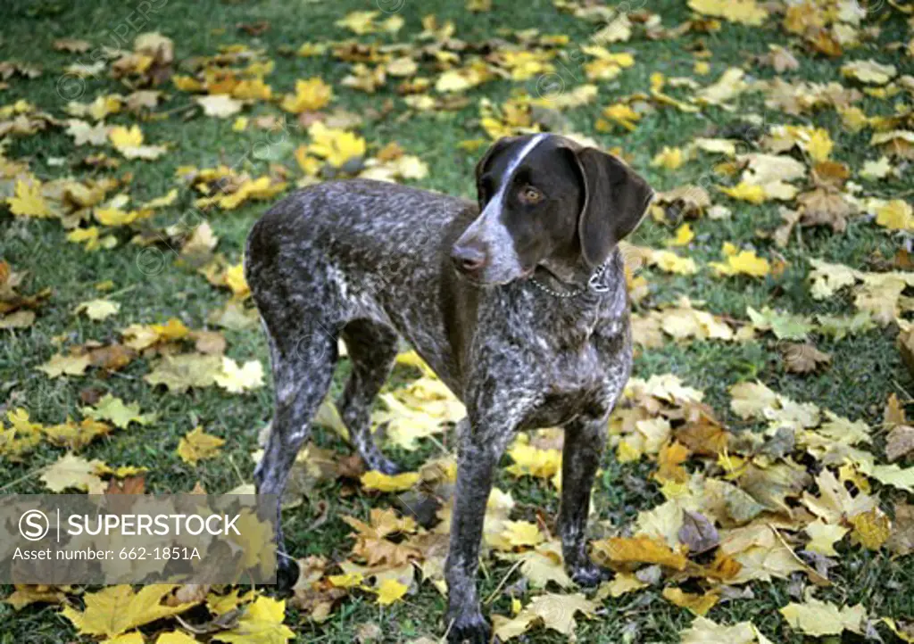 German Shorthaired Pointer standing in a field
