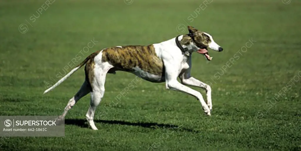Greyhound running in a field