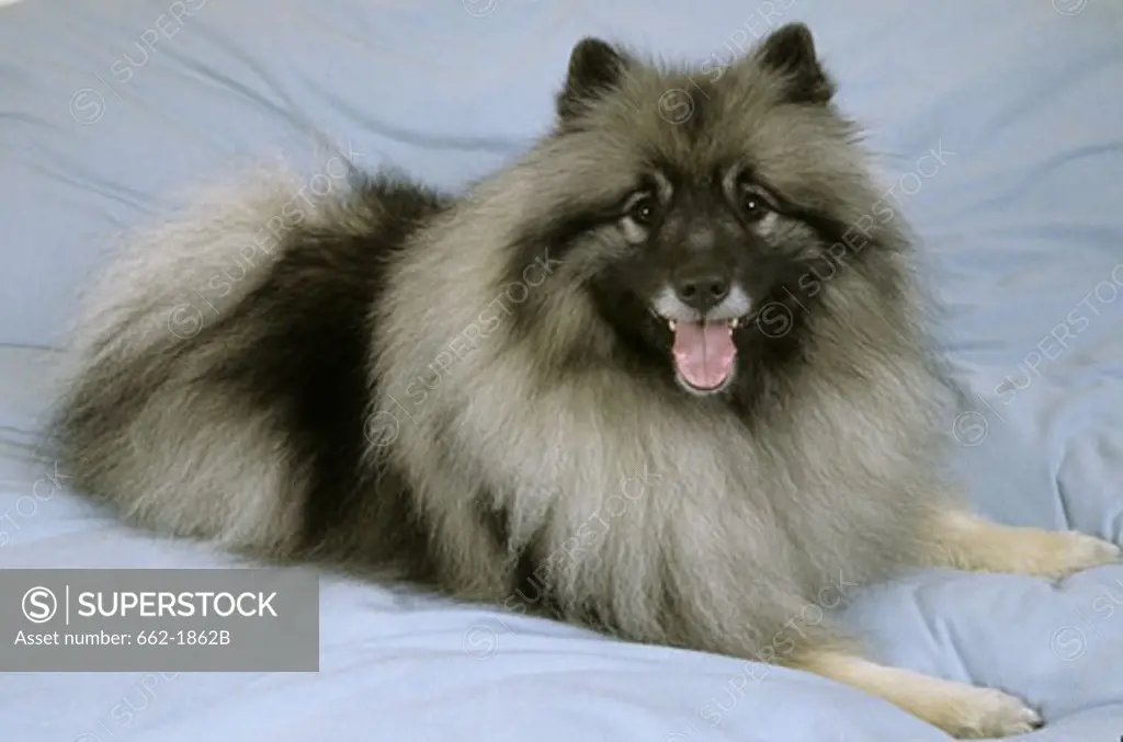 Keeshond dog sitting on the bed