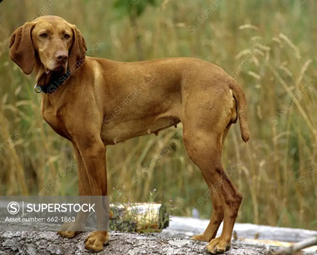 Vizsla dog standing on a log