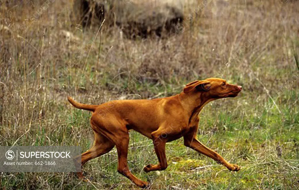 Vizsla dog running in a field