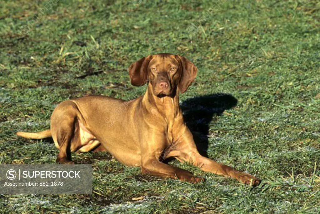 Vizsla dog sitting in a field