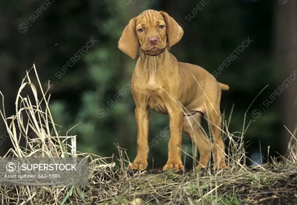 Vizsla puppy standing in a field