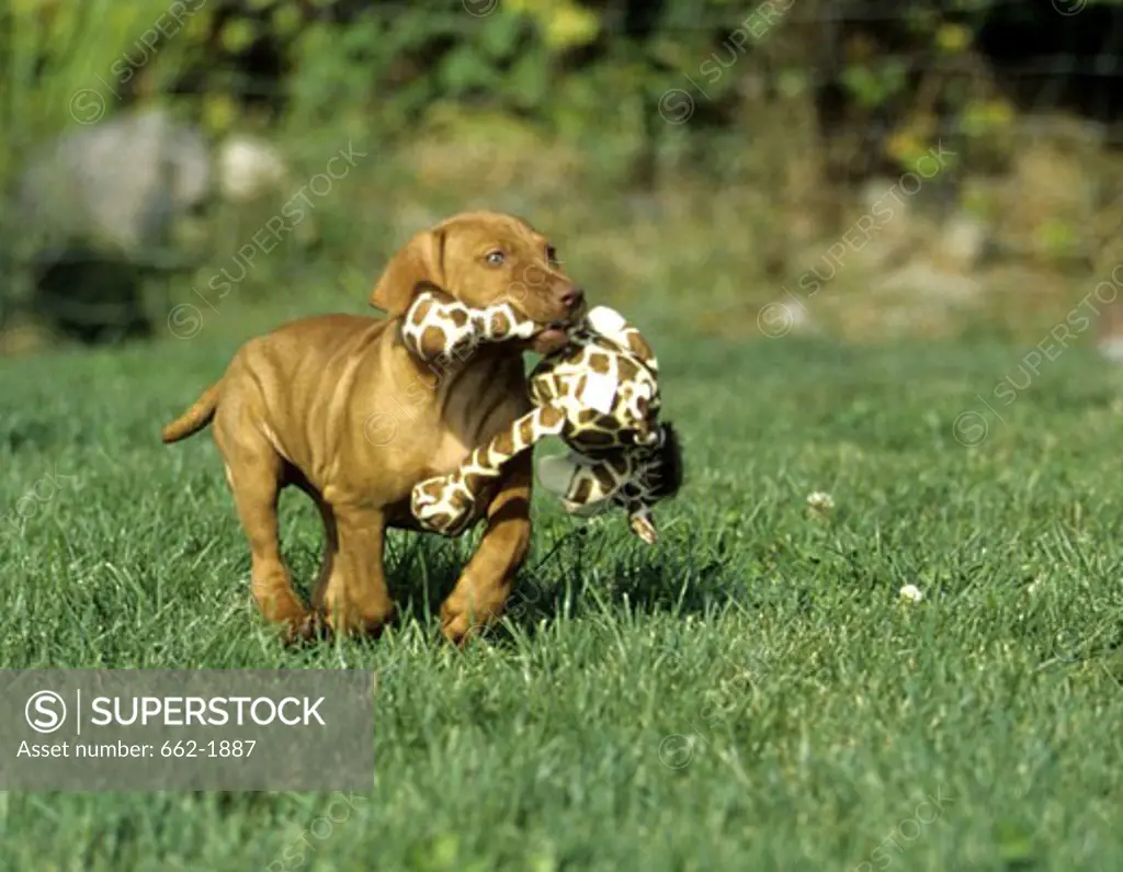 Vizsla puppy carrying a toy