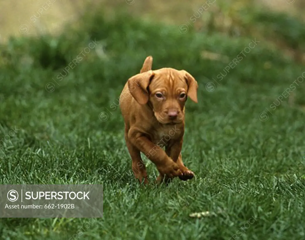 Vizsla puppy running in a field