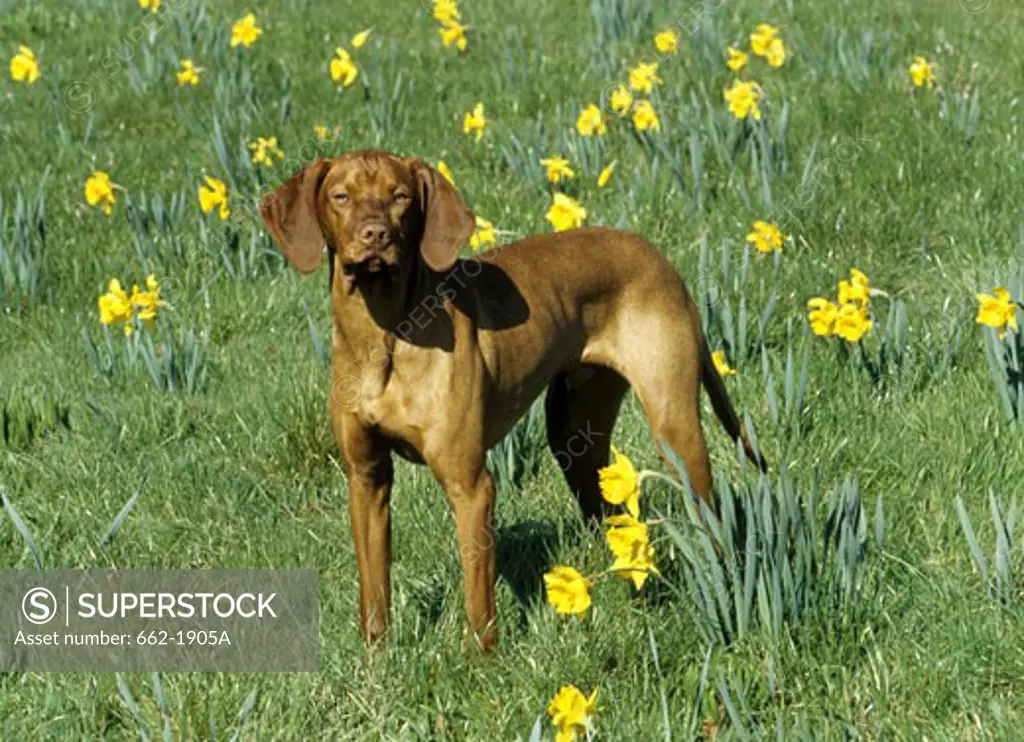Vizsla dog standing in a field