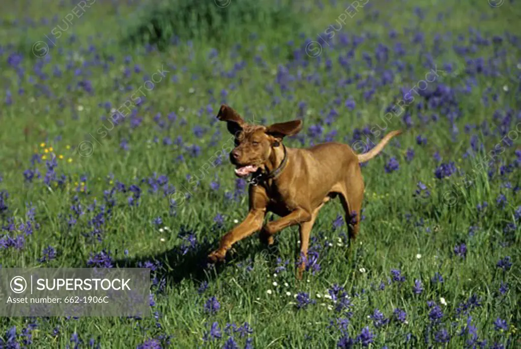 Vizsla dog running in a field