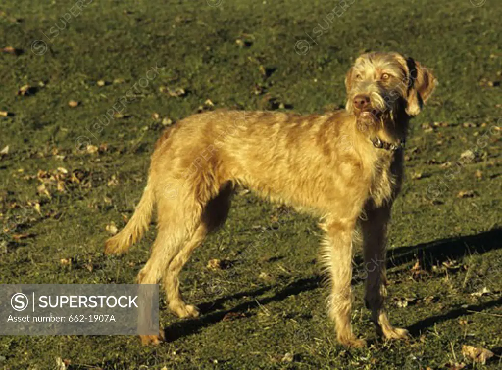 Wirehaired Vizsla dog standing in a field