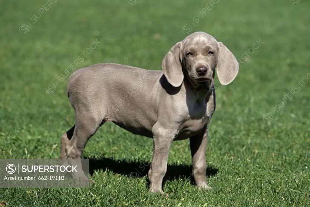 Weimaraner puppy standing in a field