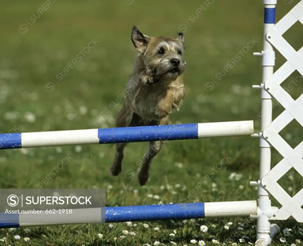 Border Terrier jumping a winged single jump