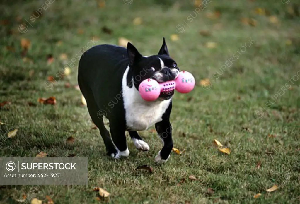 Boston Terrier carrying a dumbbell in its mouth