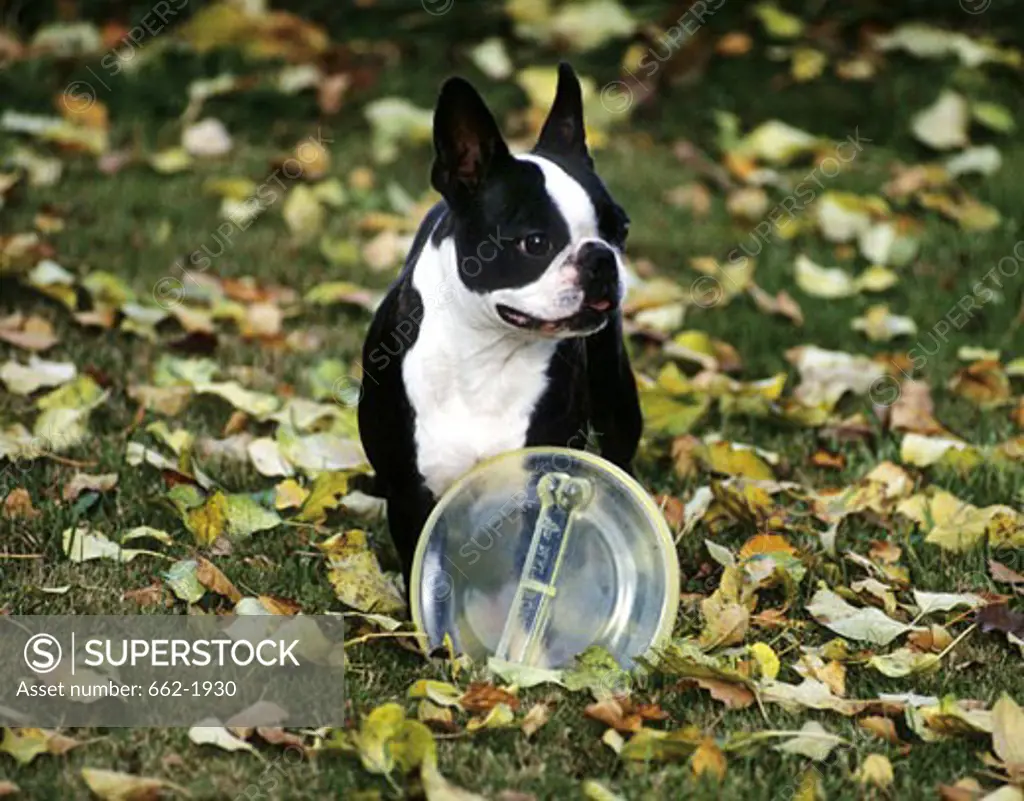 Boston Terrier with a plastic disc in a field