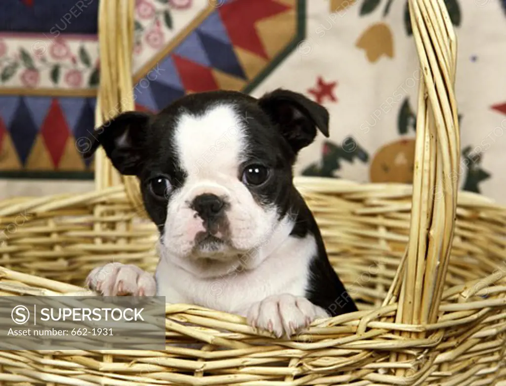 Boston Terrier puppy in a wicker basket