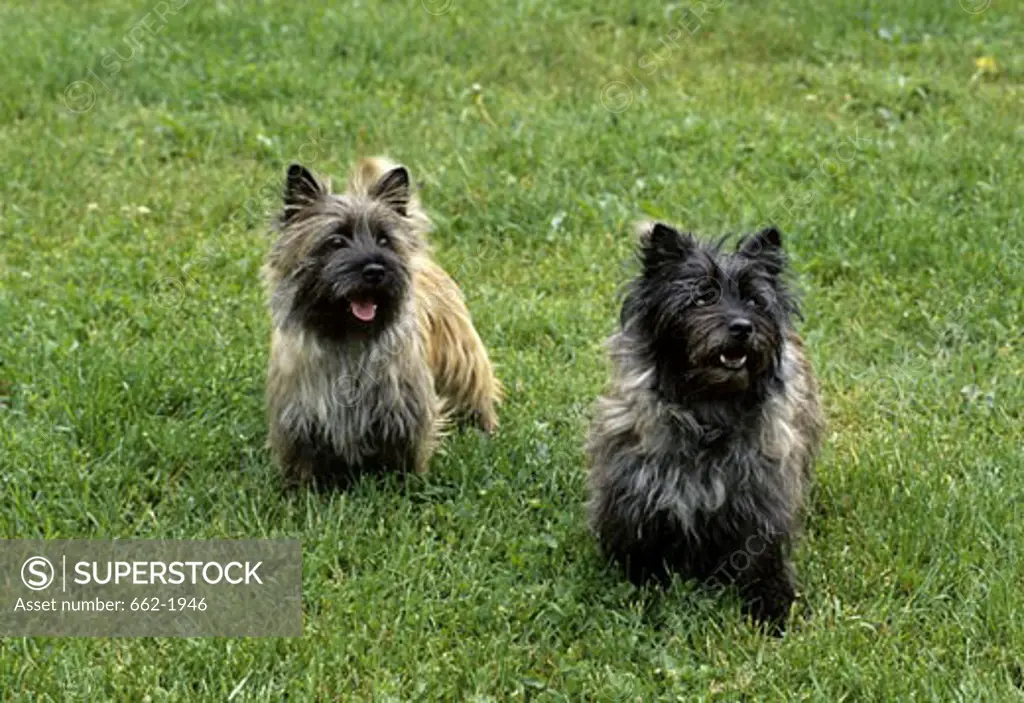 Two Border Terriers standing in a field