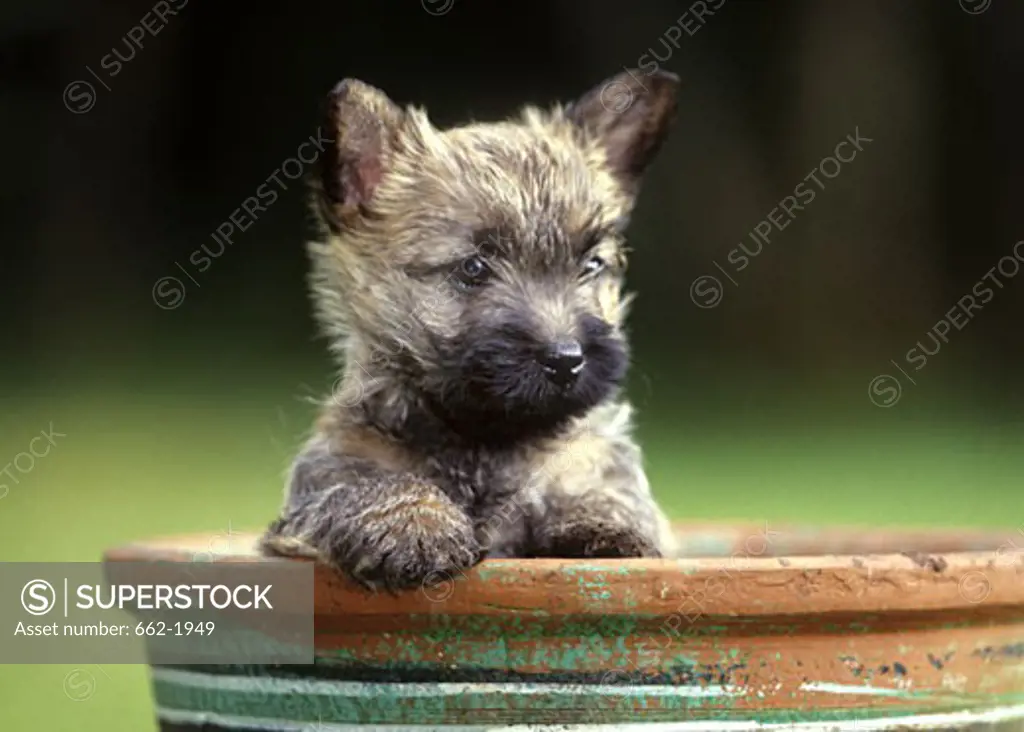 Close-up of a Border Terrier in a flower pot
