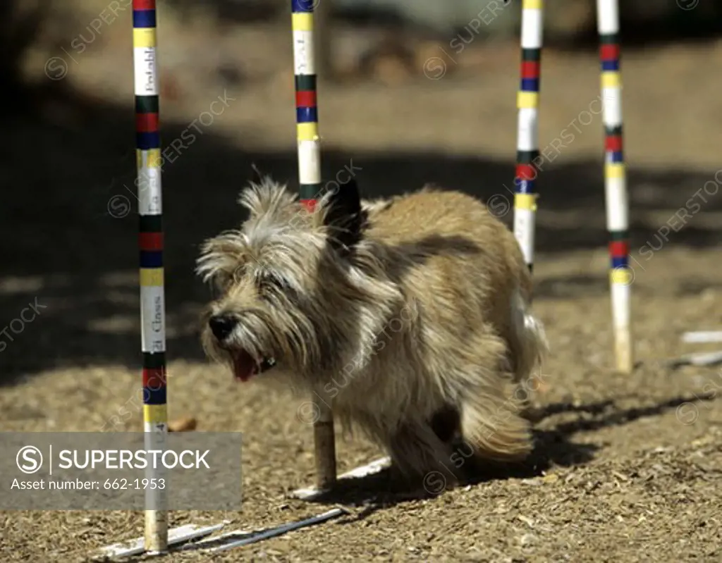 Border Terrier weaving through poles