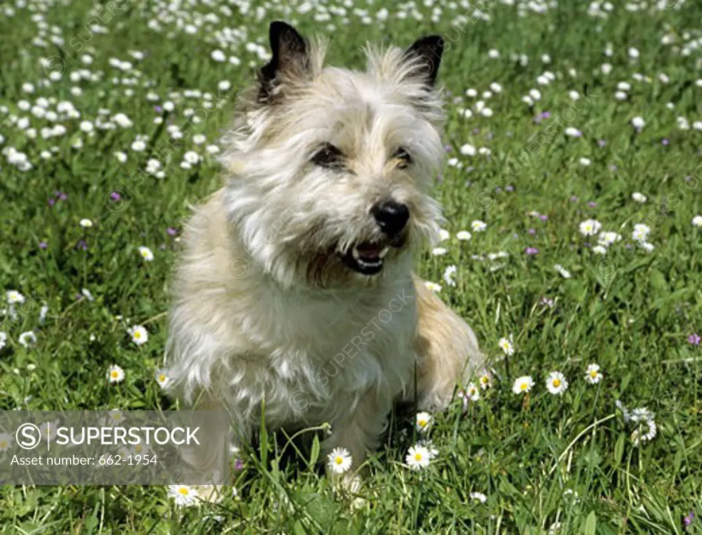 Border Terrier snarling in a field