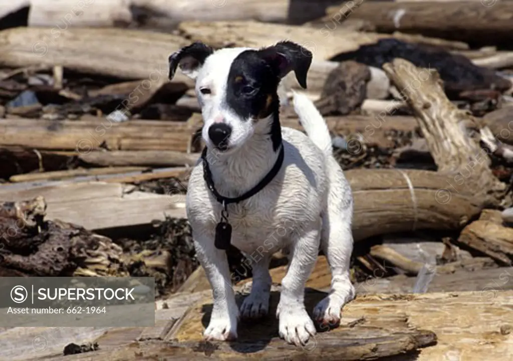 Jack Russell Terrier standing on a log