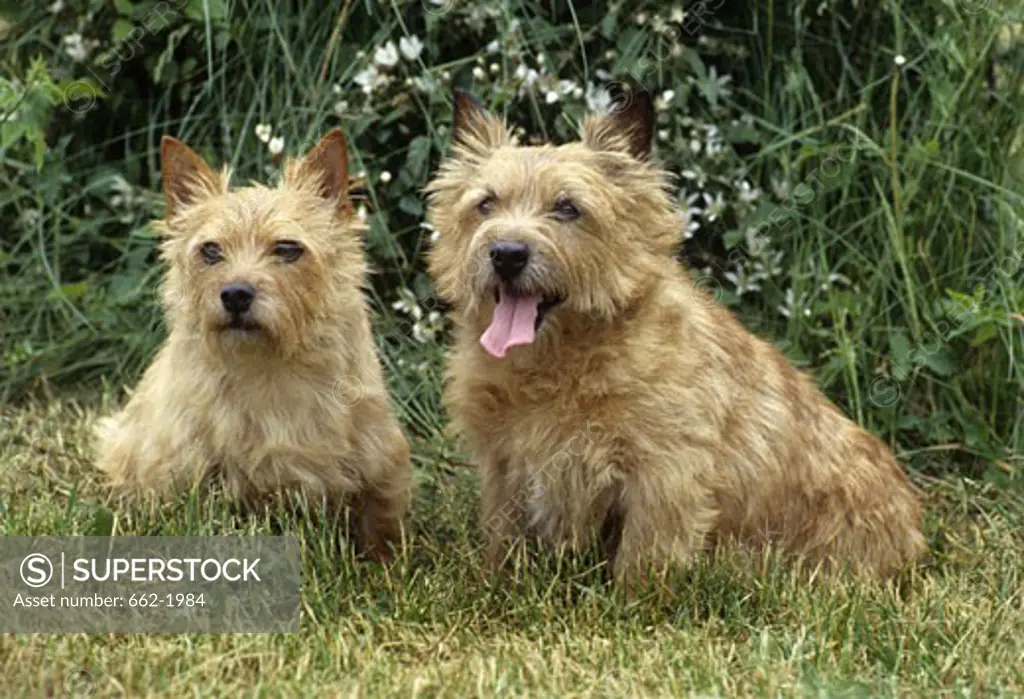 Two Terriers sitting in a field