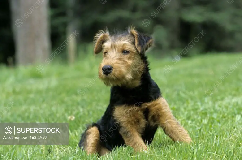 Yorkshire Terrier sitting in a field