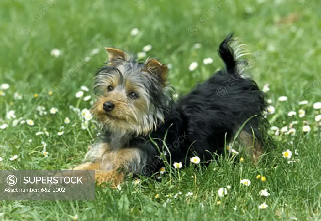Yorkshire Terrier stretching in a field