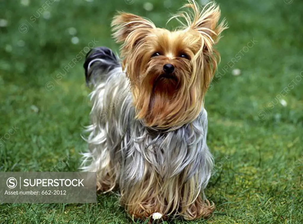 Yorkshire Terrier standing in a field