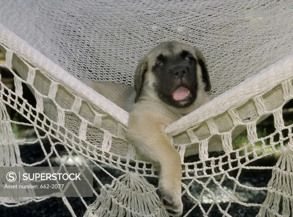 English Mastiff lying in a hammock