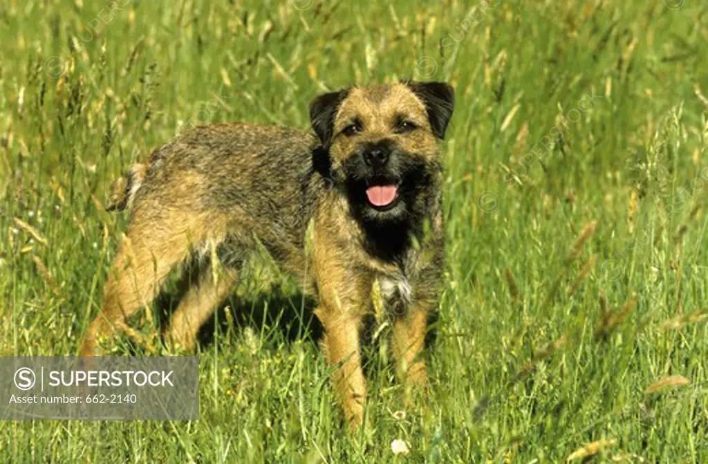 Border terrier standing in a field