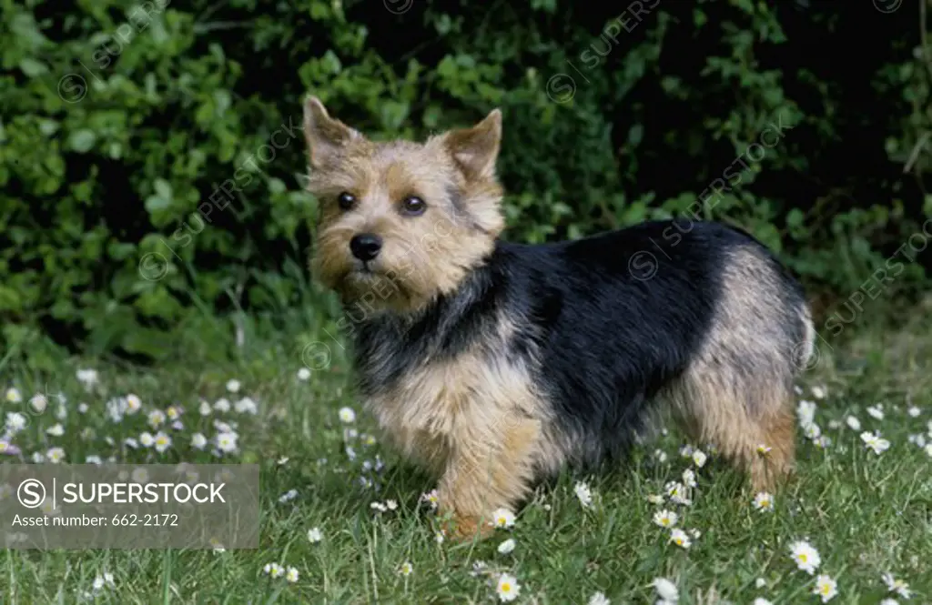 Norwich terrier puppy standing in field