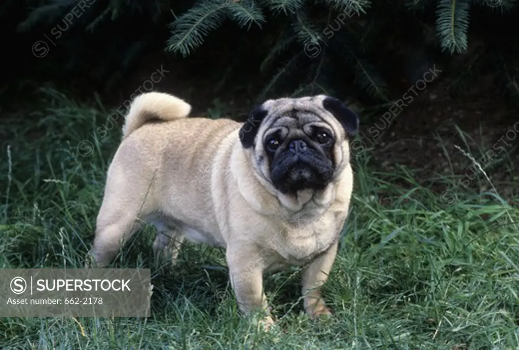 Pug dog standing in a lawn