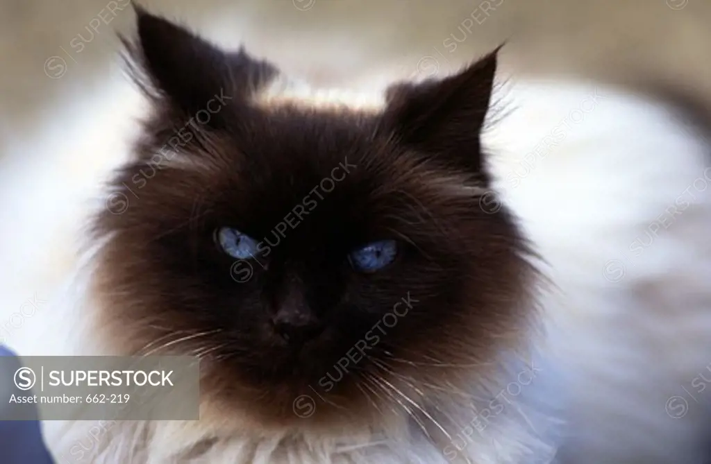 Close-up of a Siamese cat
