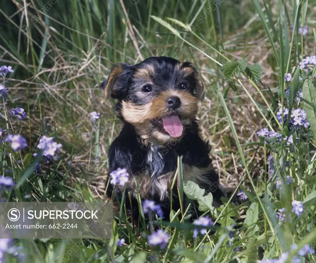 Yorkshire terrier puppy in a field