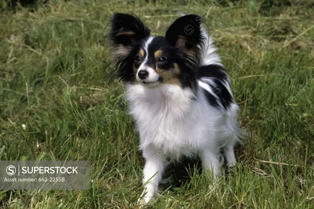 Close-up of a Papillon in a field