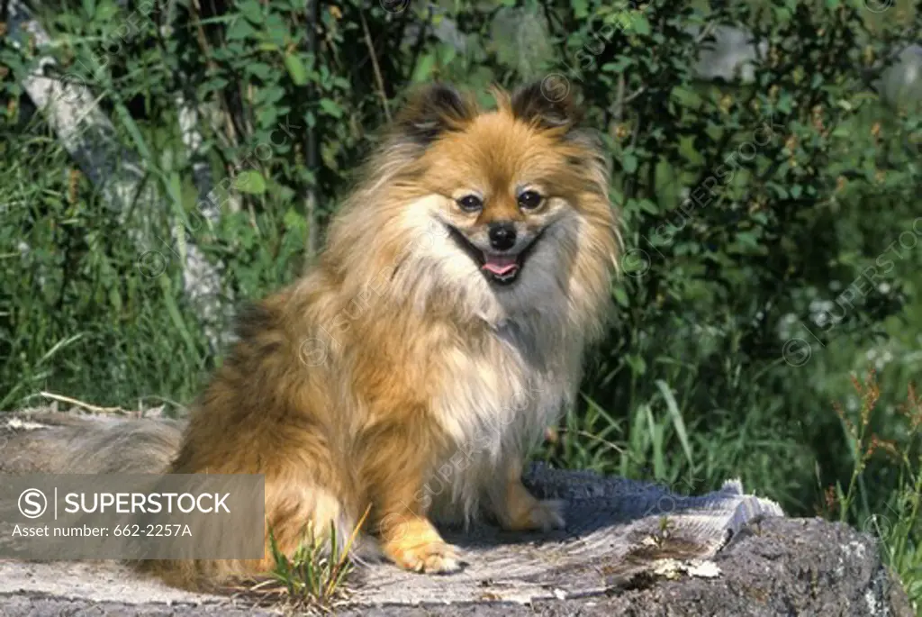 Close-up of a Pomeranian dog sitting on a rock